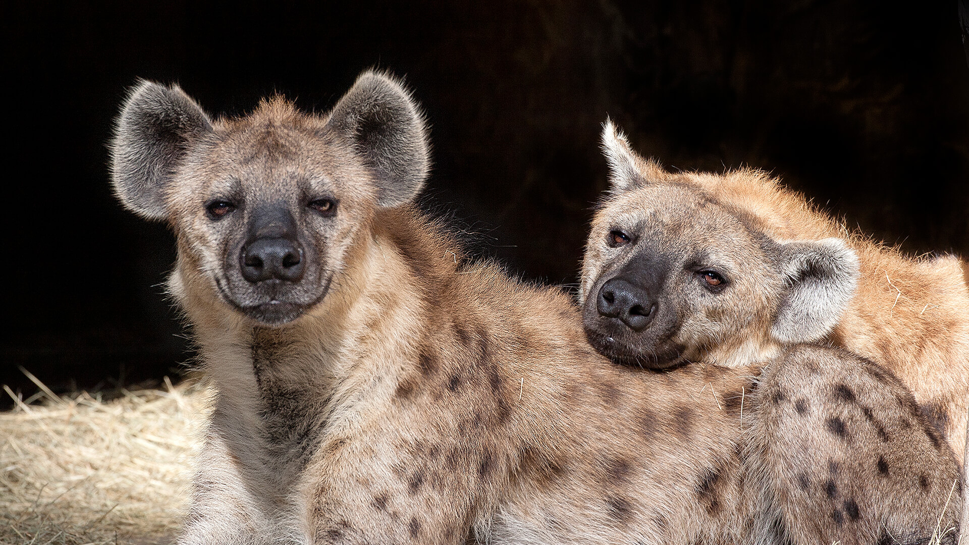 Creature Feature: Spotted Hyenas