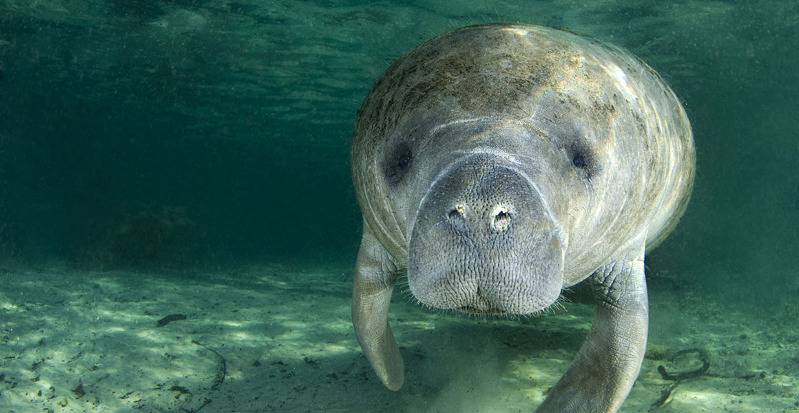 Creature Feature: Manatees, The Ocean’s Pacifists